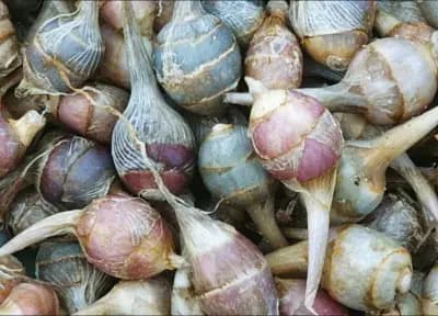 Photo de Sagittaire à larges feuilles (Sagittaria latifolia), Rhizosphère
