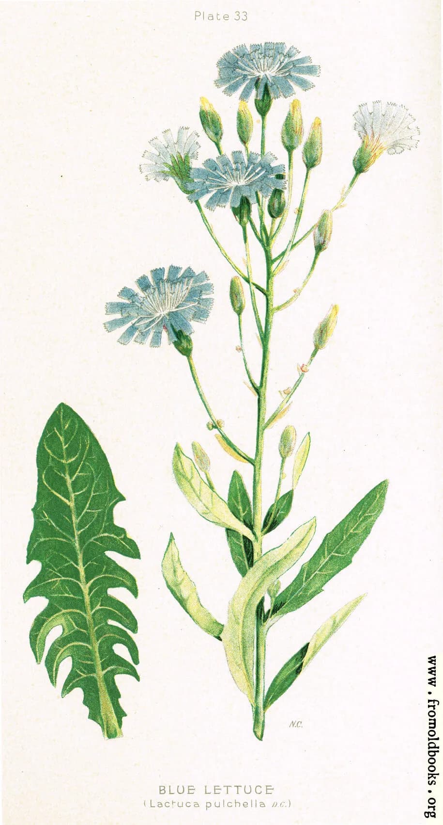 Lactuca pulchella - Photo 4 sur 5