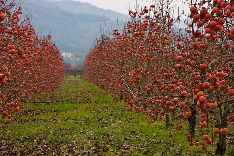 Diospyros kaki - Photo 2 sur 7