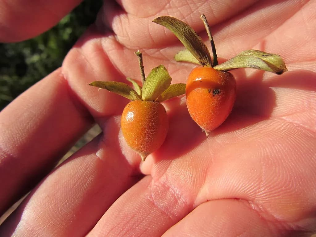 Diospyros rhombifolia - Photo 5 sur 5