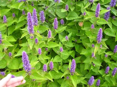 Photo de Agastache fenouil (Agastache foeniculum), Couvre-sol