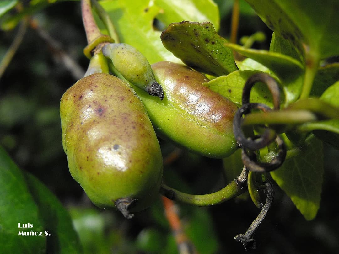 Lardizabala biternata - Photo 3 sur 5