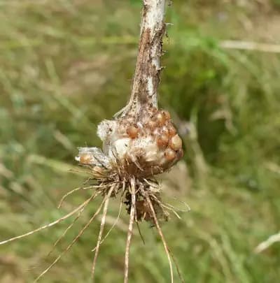 Photo de Ail rocambole (Allium scorodoprasum), Couvre-sol