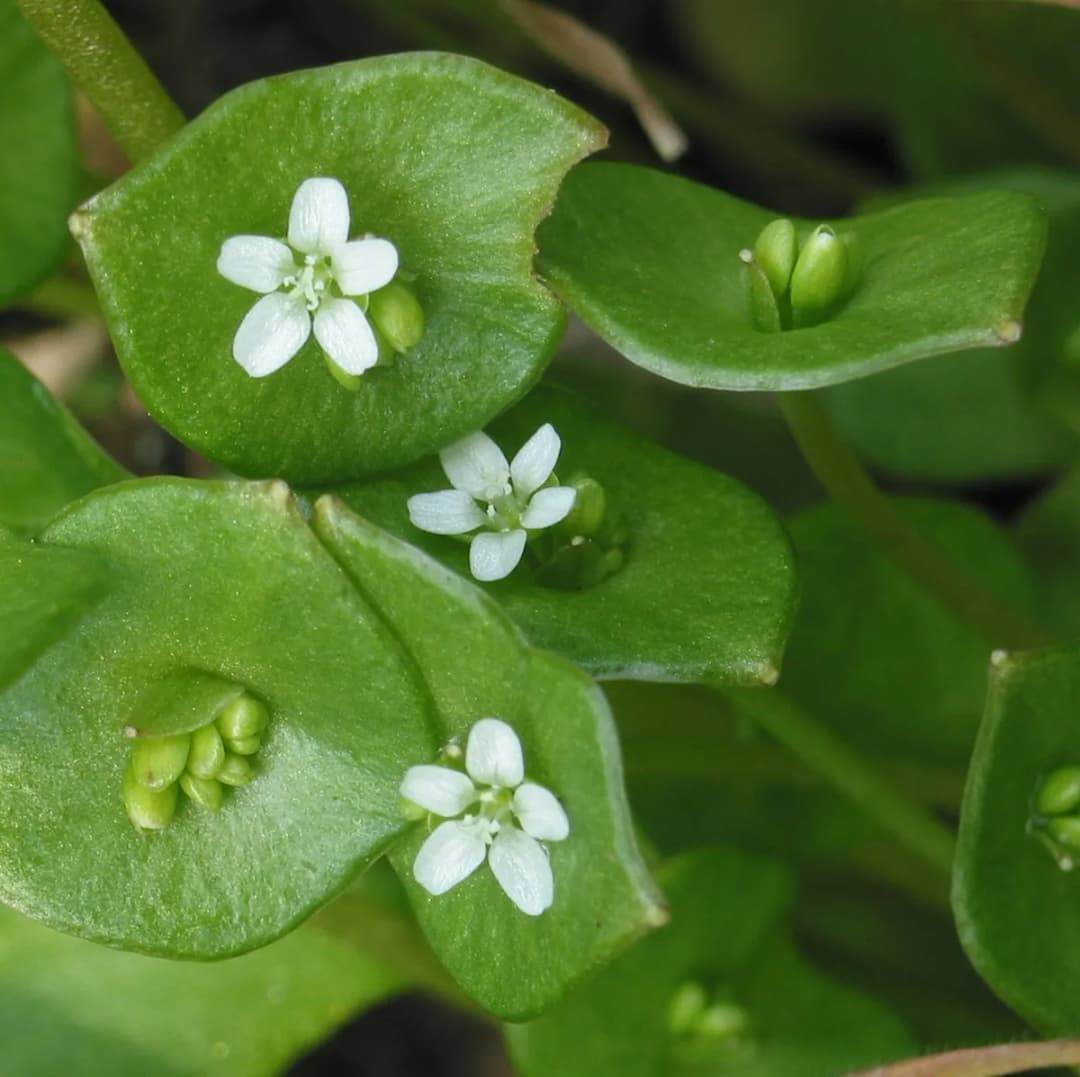 Claytonia perfoliata - Photo 4 sur 5
