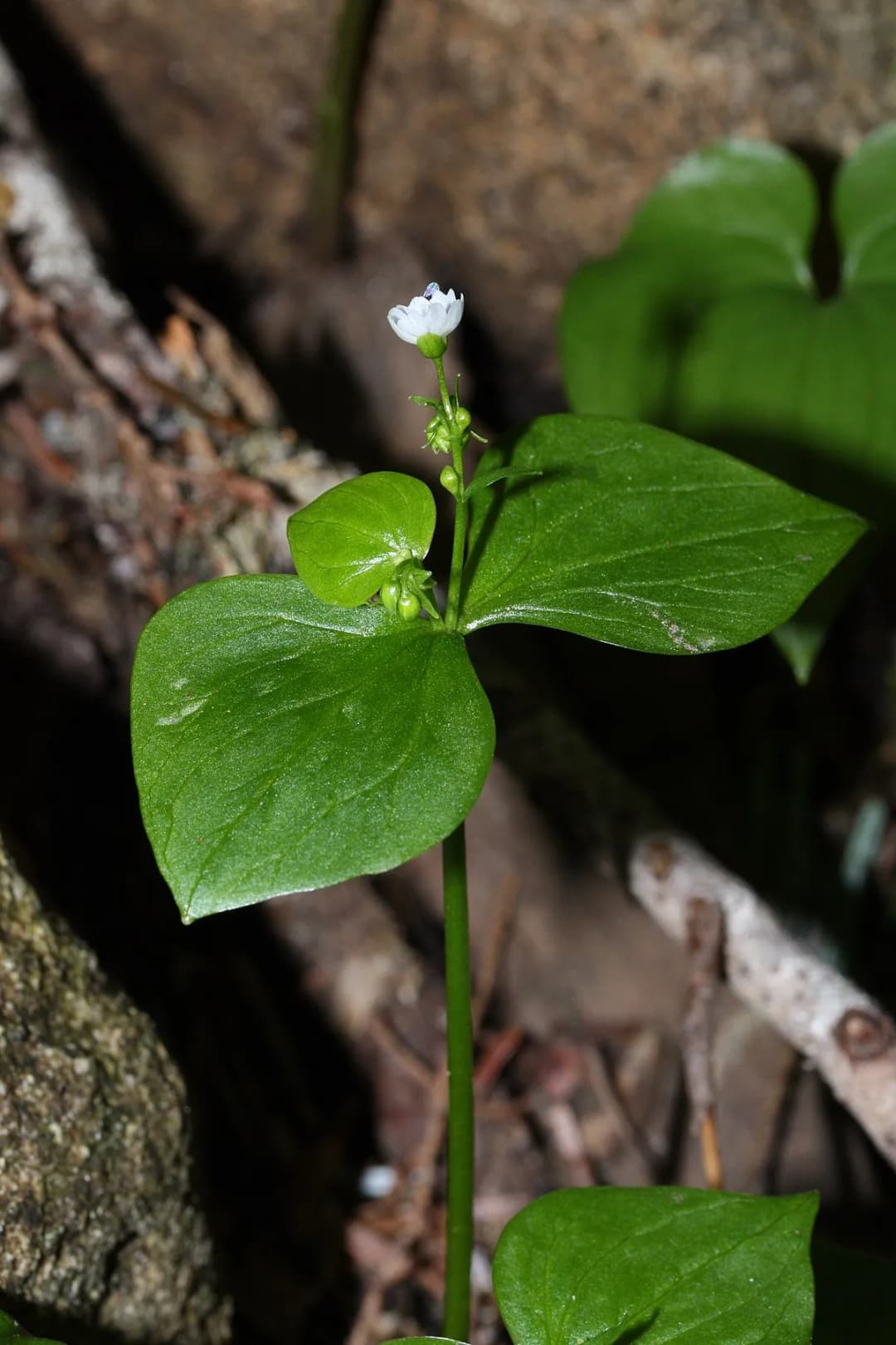 Claytonia sibirica - Photo 3 sur 4