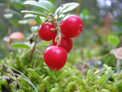Photo de Airelle (Vaccinium praestans), Arbuste