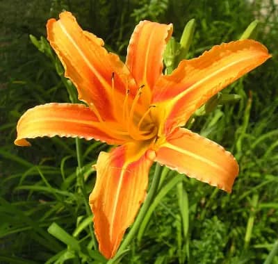 Photo de Lys d’un jour (Hemerocallis fulva), Couvre-sol