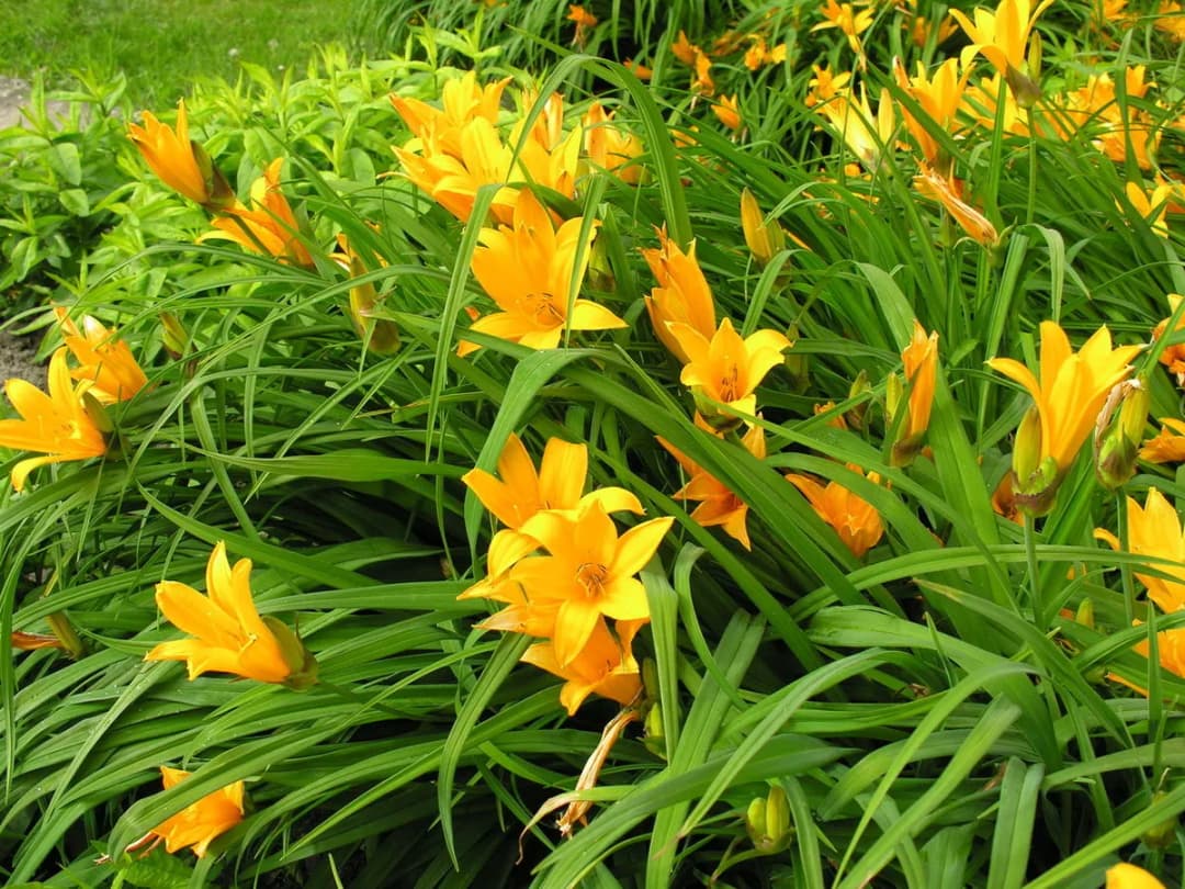 Hemerocallis middendorffii - Photo 1 sur 4