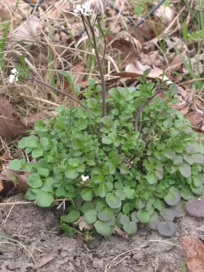 Photo de Cardamine hirsute (Cardamine hirsuta), Couvre-sol