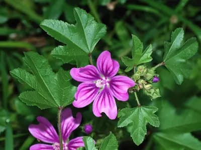 Photo de Mauve de Mauritanie (Malva sylvestris), Couvre-sol