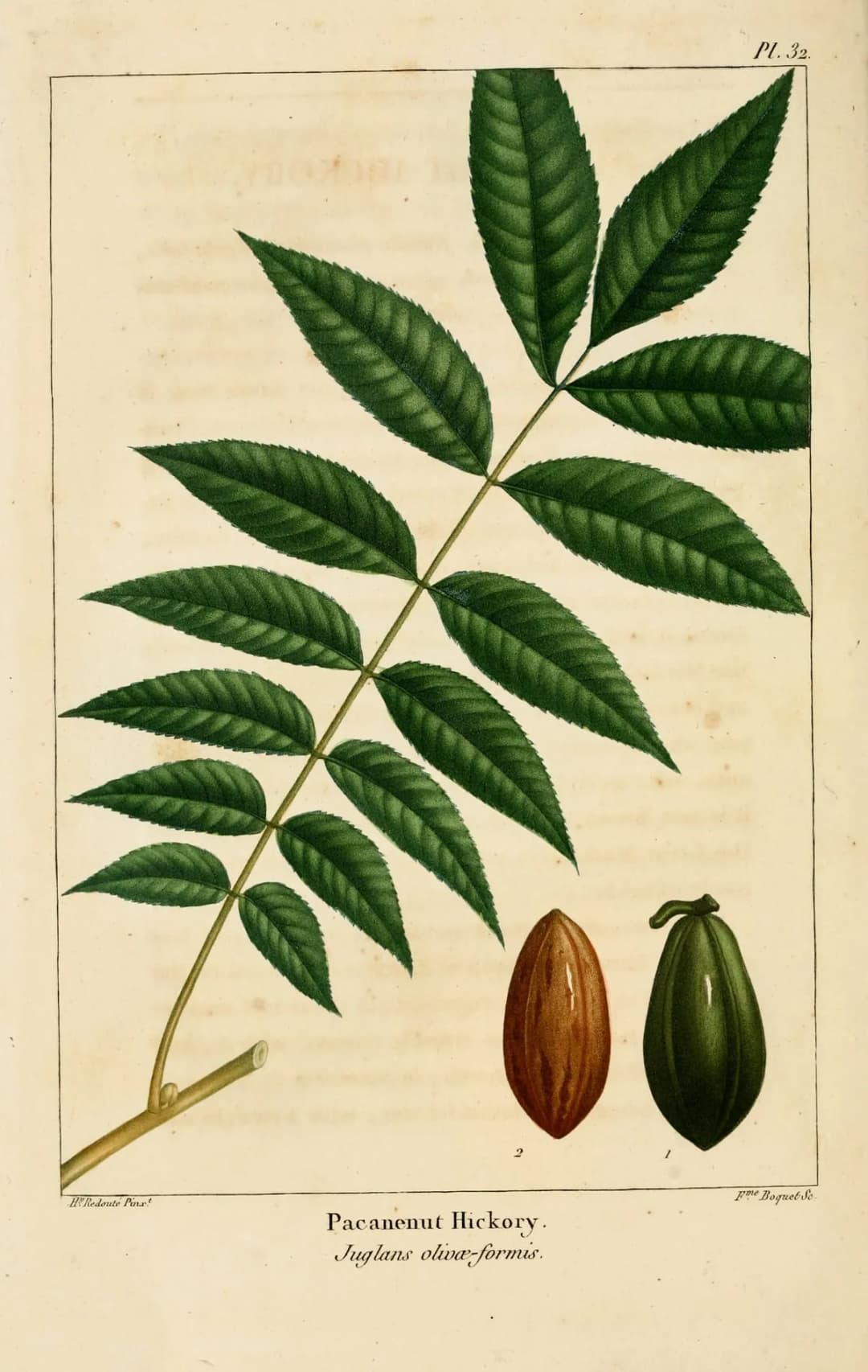 Carya illinoinensis - Photo 4 sur 7