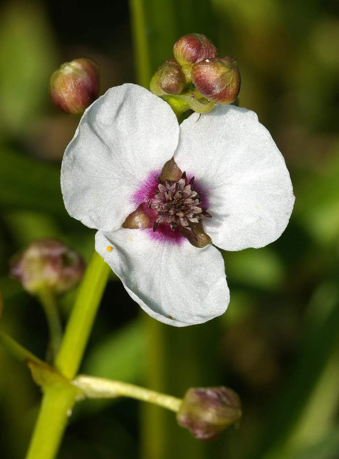 Sagittaria sagittifolia - Photo 3 sur 4