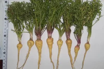 Photo de Maca (Lepidium meyenii), Rhizosphère