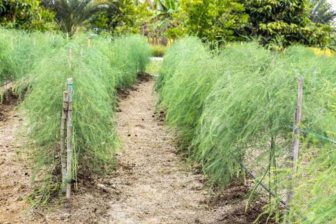 Asparagus officinalis - Photo 3 sur 6