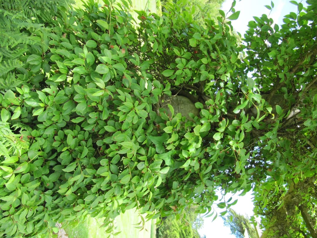 Schisandra rubriflora - Photo 5 sur 6