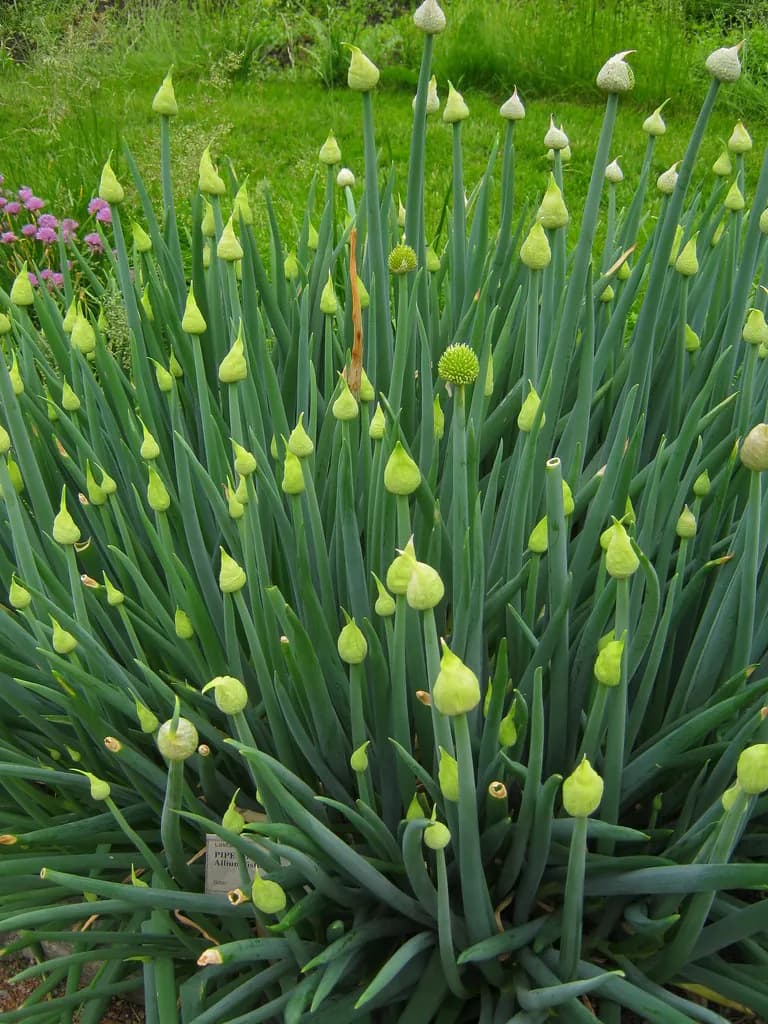 Allium fistulosum - Photo 4 sur 4