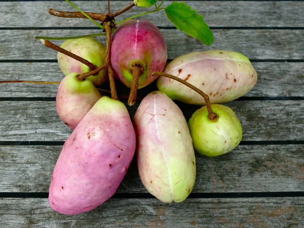 Akebia trifoliata - Photo 1 sur 4