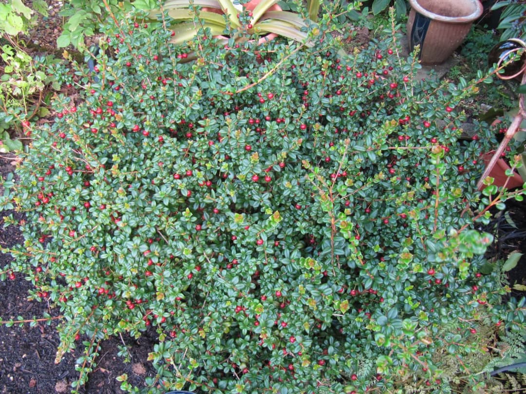 Myrtus ugni molinae - Photo 2 sur 4