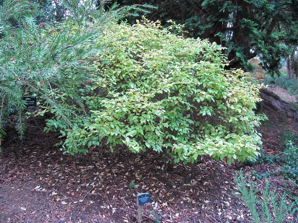 Gaylussacia baccata - Photo 5 sur 5