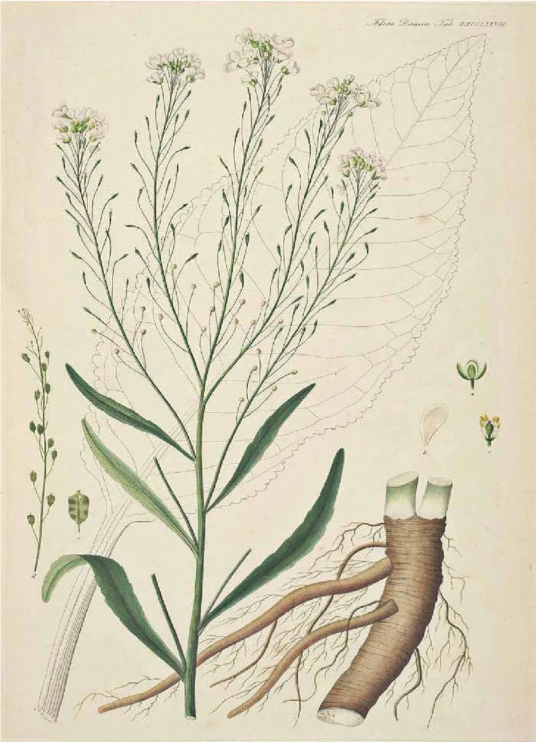 Armoracia rusticana - Photo 2 sur 4