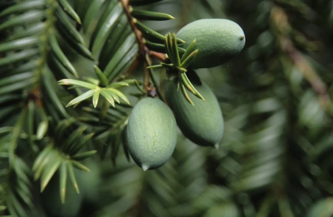 Torreya nucifera - Photo 1 sur 1