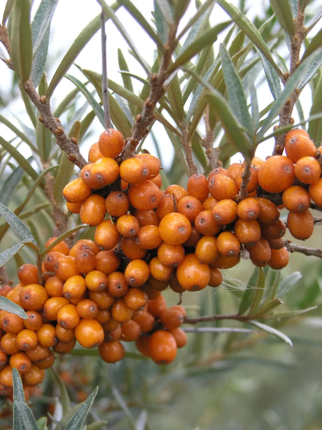 Hippophae rhamnoides - Photo 3 sur 9