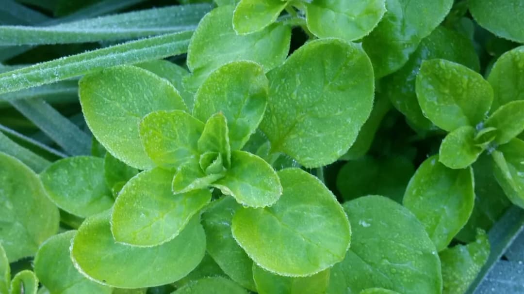 Stellaria media - Photo 3 sur 3