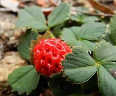 Photo de Fraisier du Chili (Fragaria chiloensis), Sous-canopée