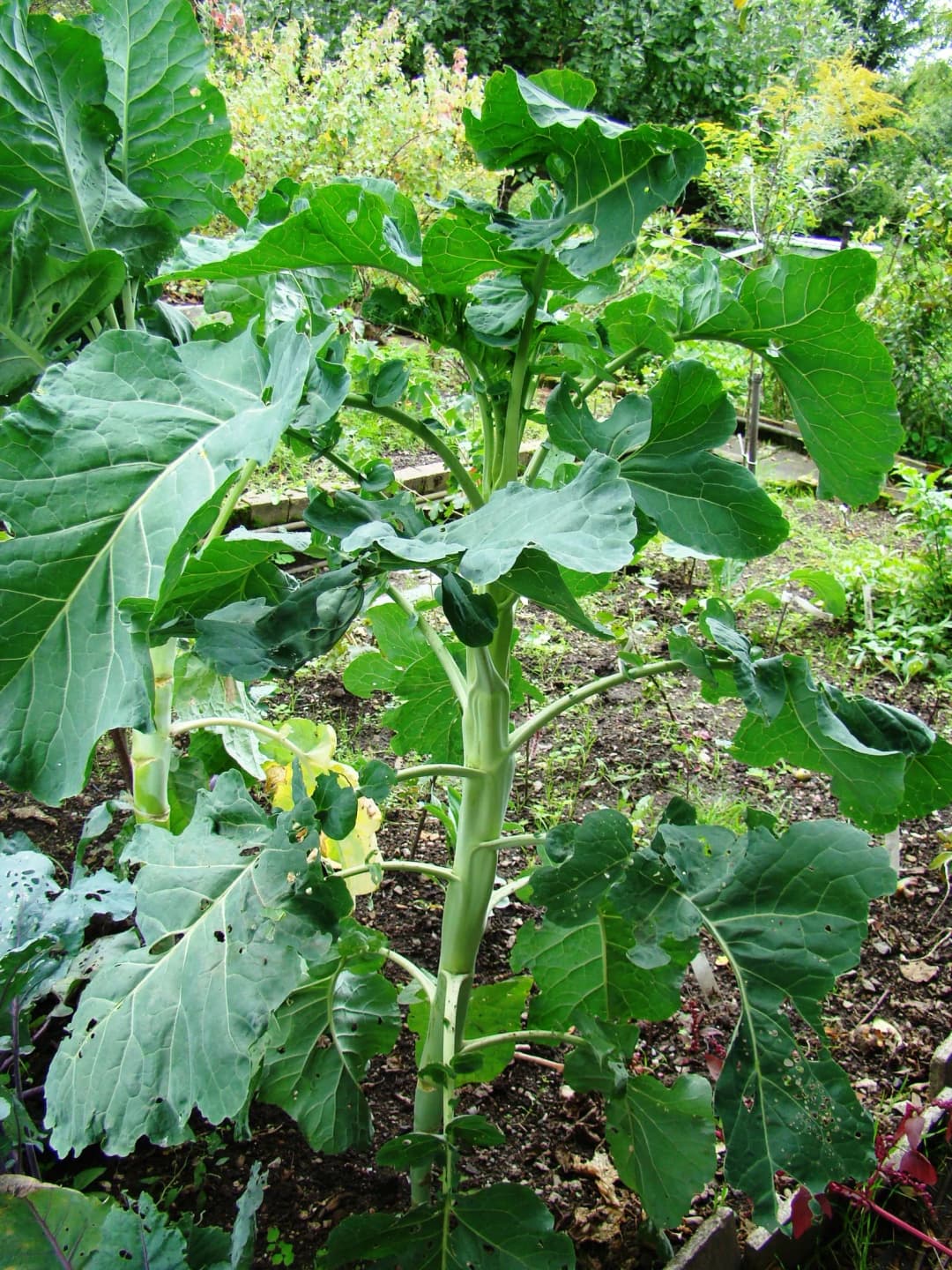 Brassica oleracea medullosa - Photo 3 sur 4
