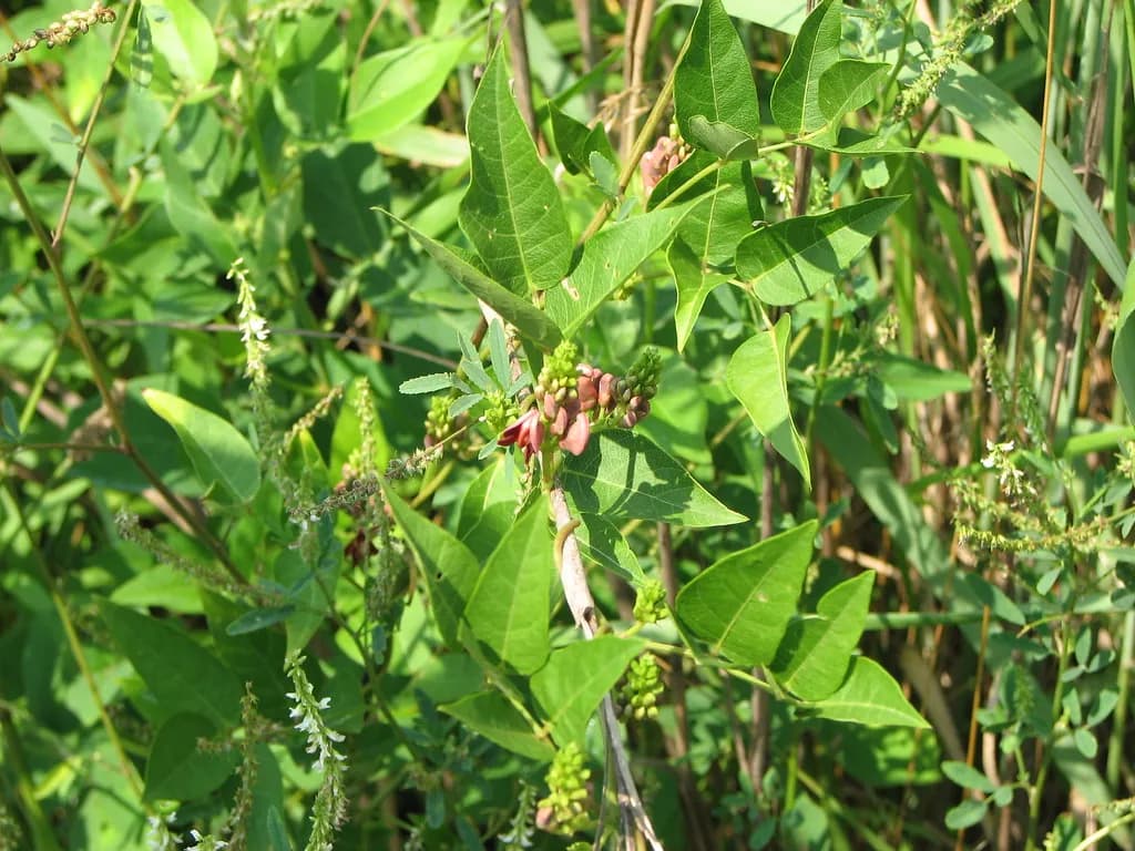 Apios americana - Photo 5 sur 5