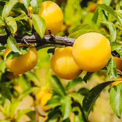 Photo de Prunier Sainte-Catherine (Prunus domestica Prunier Ste Catherine), Canopée