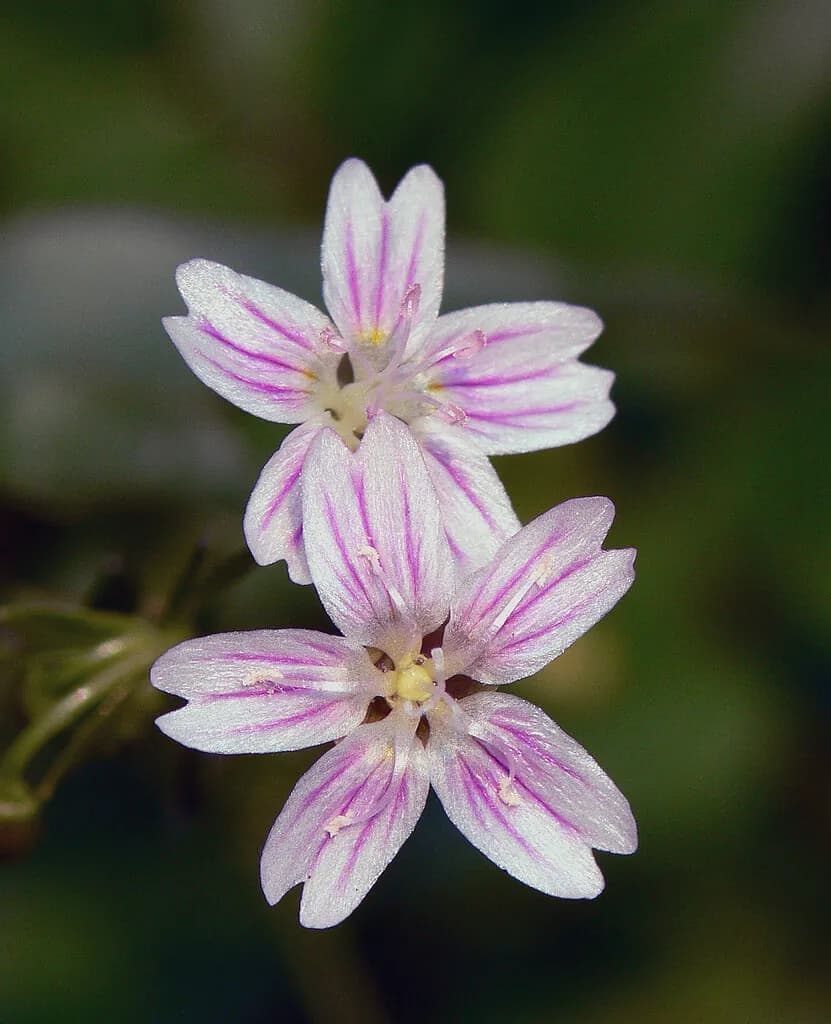 Claytonia sibirica - Photo 4 sur 4