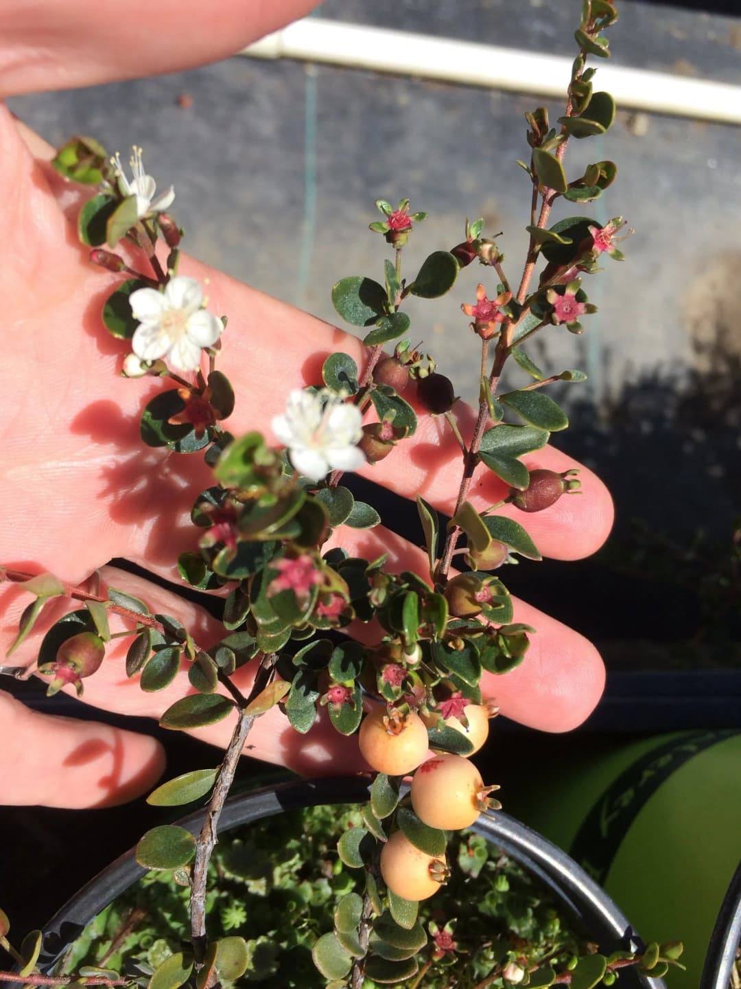 Myrteola nummularia - Photo 4 sur 4