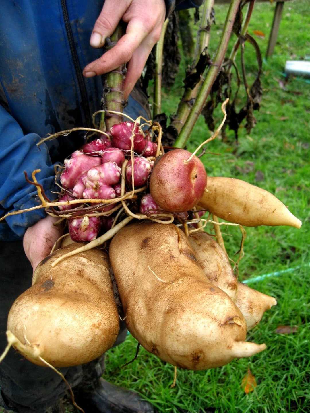 Polymnia edulis - Photo 2 sur 8