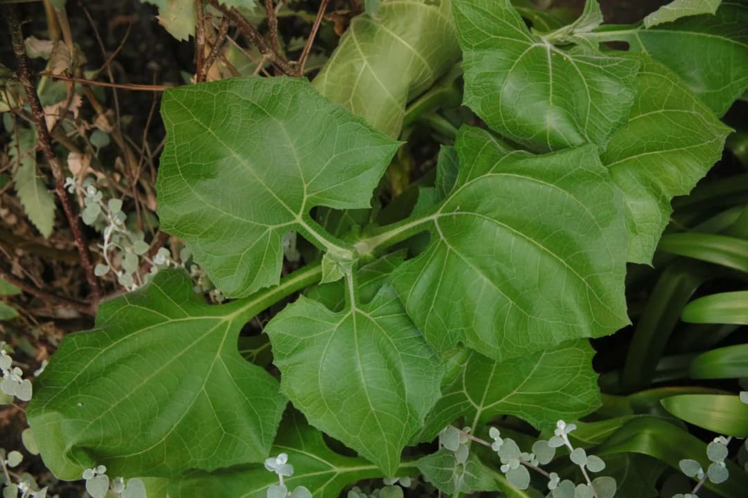 Polymnia edulis - Photo 7 sur 8