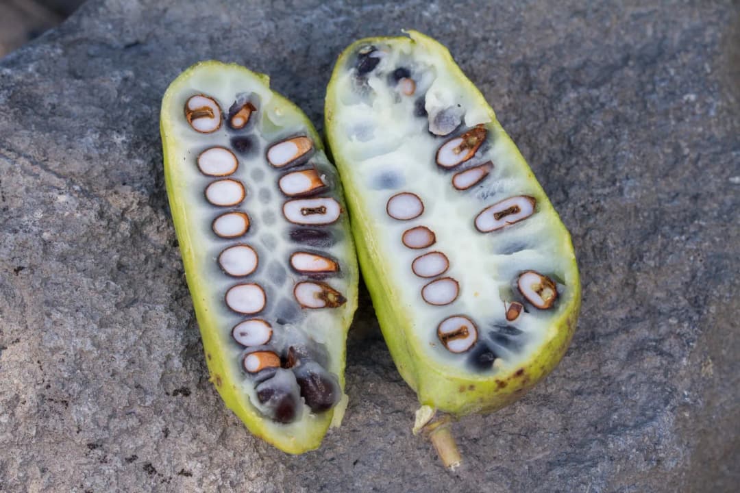 Lardizabala biternata - Photo 2 sur 5