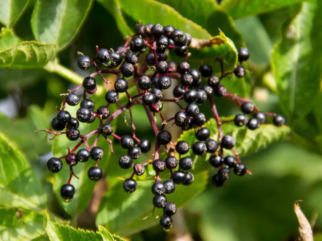 Aristotelia chilensis - Photo 1 sur 6