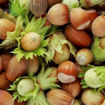 Photo de Noisetiers (Corylus avellana), Canopée