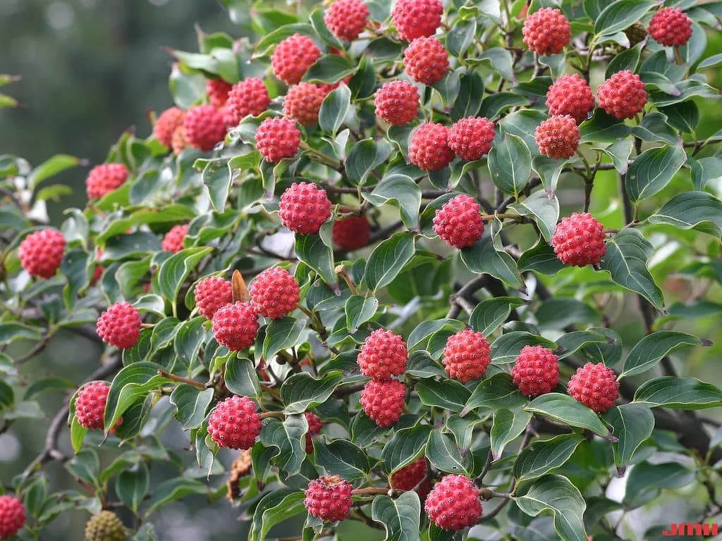 Cornus kousa chinensis - Photo 5 sur 5