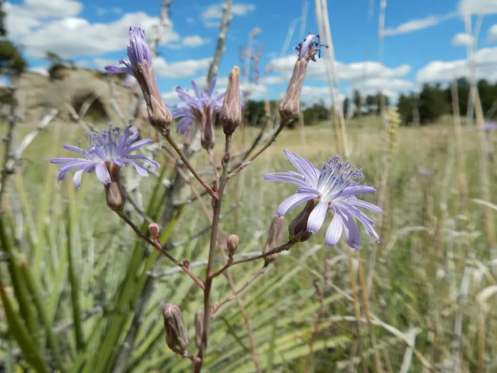 Lactuca pulchella - Photo 3 sur 5