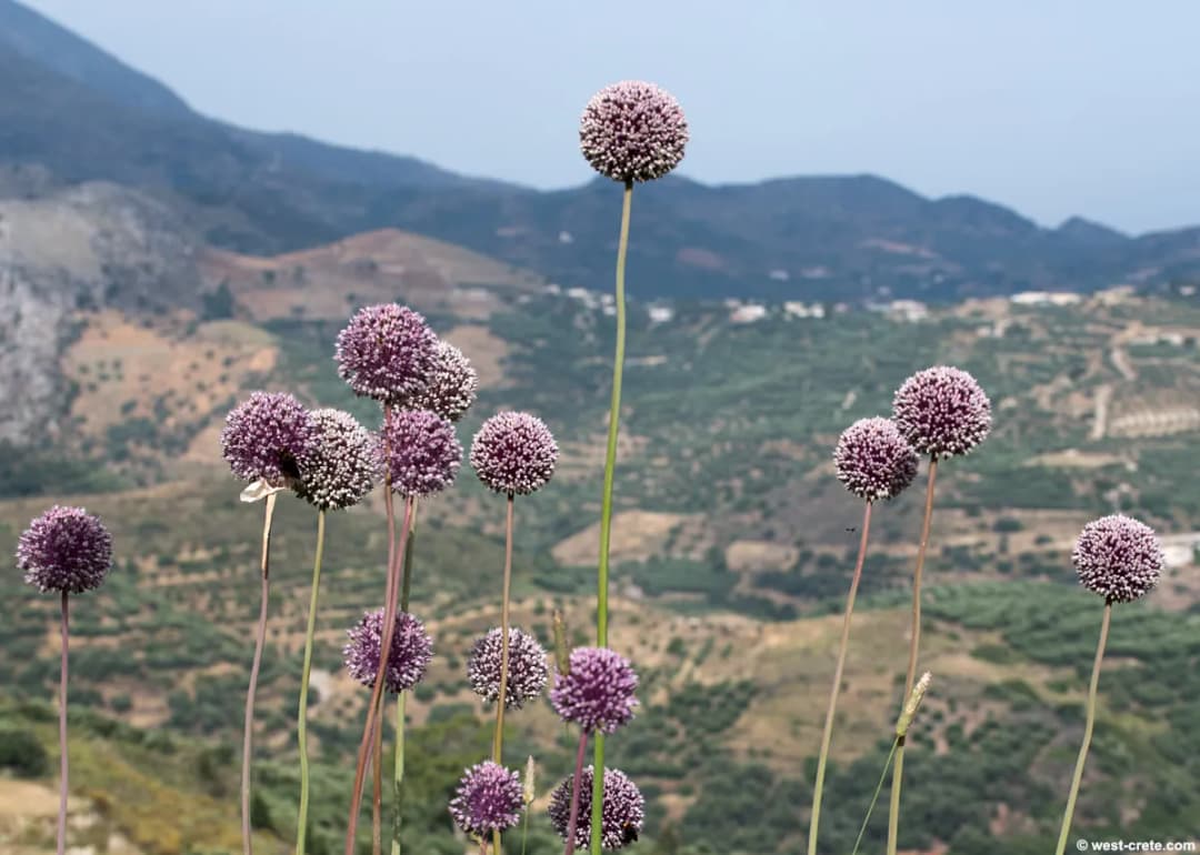 Allium ampeloprasum - Photo 3 sur 3