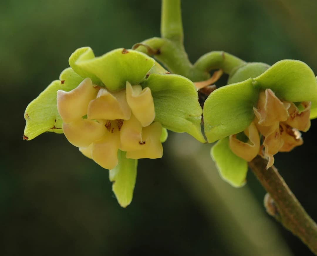 Diospyros kaki - Photo 3 sur 7