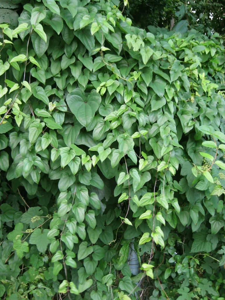 Dioscorea batatas - Photo 5 sur 5