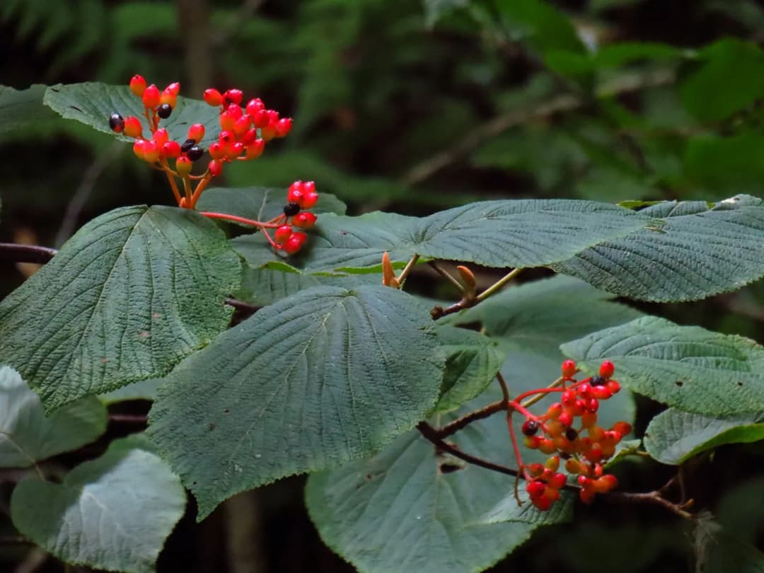 Viburnum lantanoides - Photo 2 sur 5