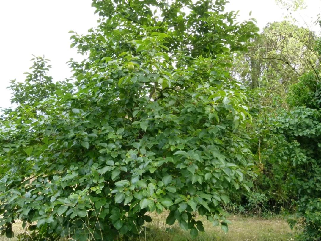 Diospyros kaki - Photo 5 sur 7