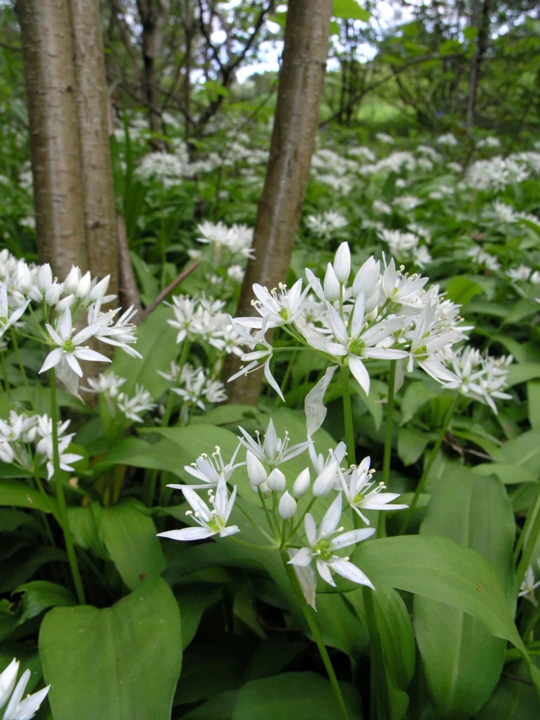 Allium ursinum - Photo 2 sur 8