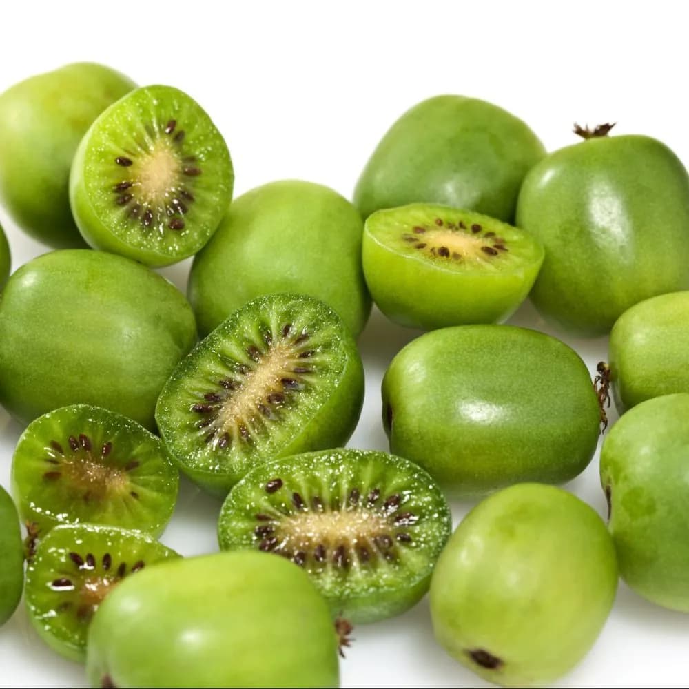 Actinidia arguta - Photo 3 sur 5