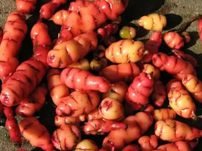 Photo de Oca du perou (Oxalis tuberosa), Rhizosphère