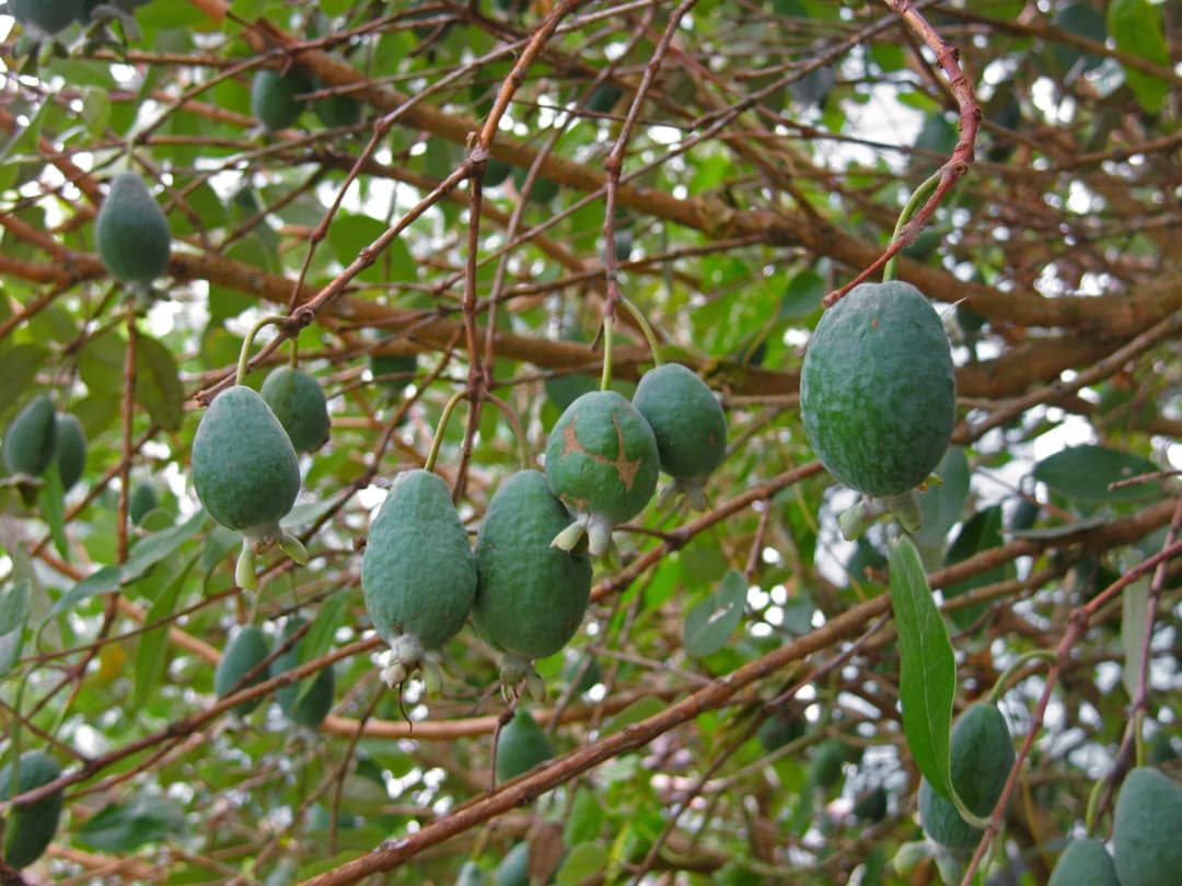 Acca sellowiana - Photo 2 sur 5