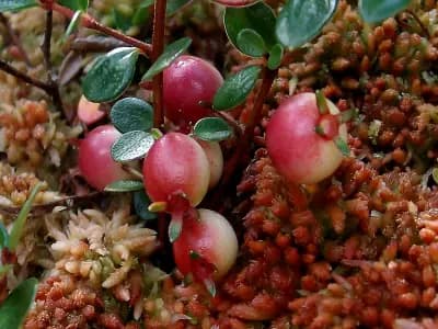 Photo de Petite myrte (Myrteola nummularia), Arbuste